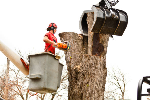 Best Storm Damage Tree Cleanup  in Southside Place, TX